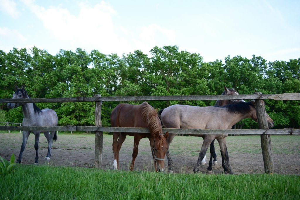 protecting livestock from elements