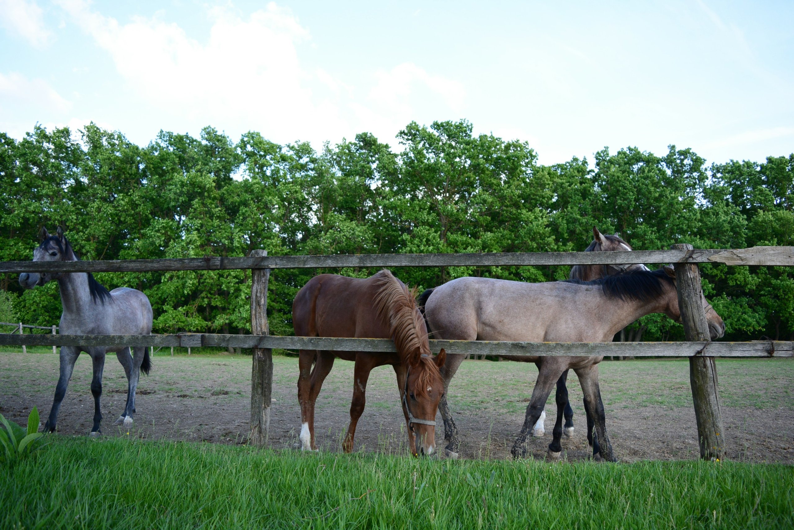 protecting livestock from elements